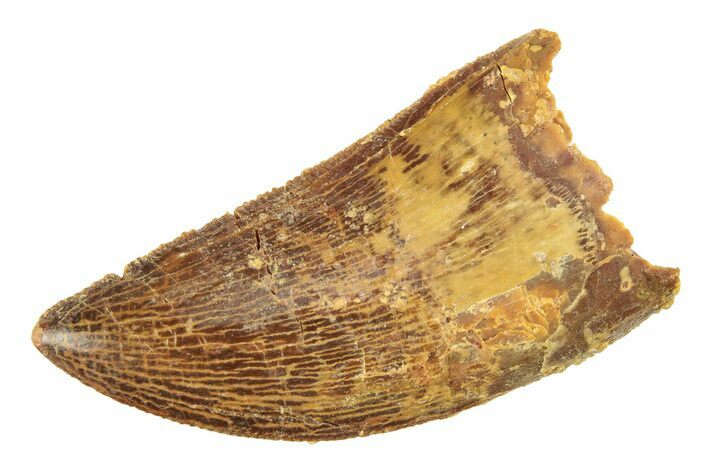 Serrated, Baby Carcharodontosaurus Tooth - Morocco #276018